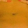 Navel  5
